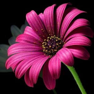 Meet your Posher, Kalyn